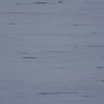 novoflor-extra-dual-247